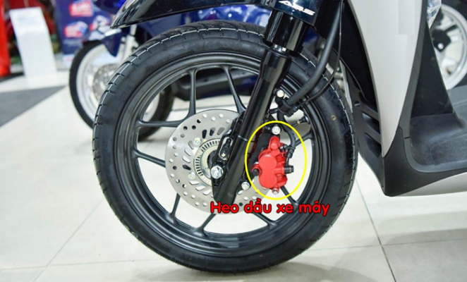 cau tao cua heo dau